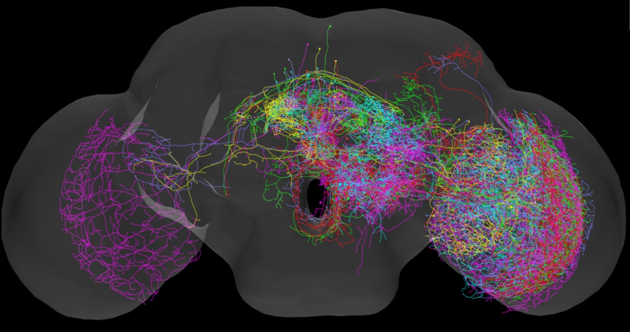 (Caption): 69 labeled neurons in the Drosophila brain