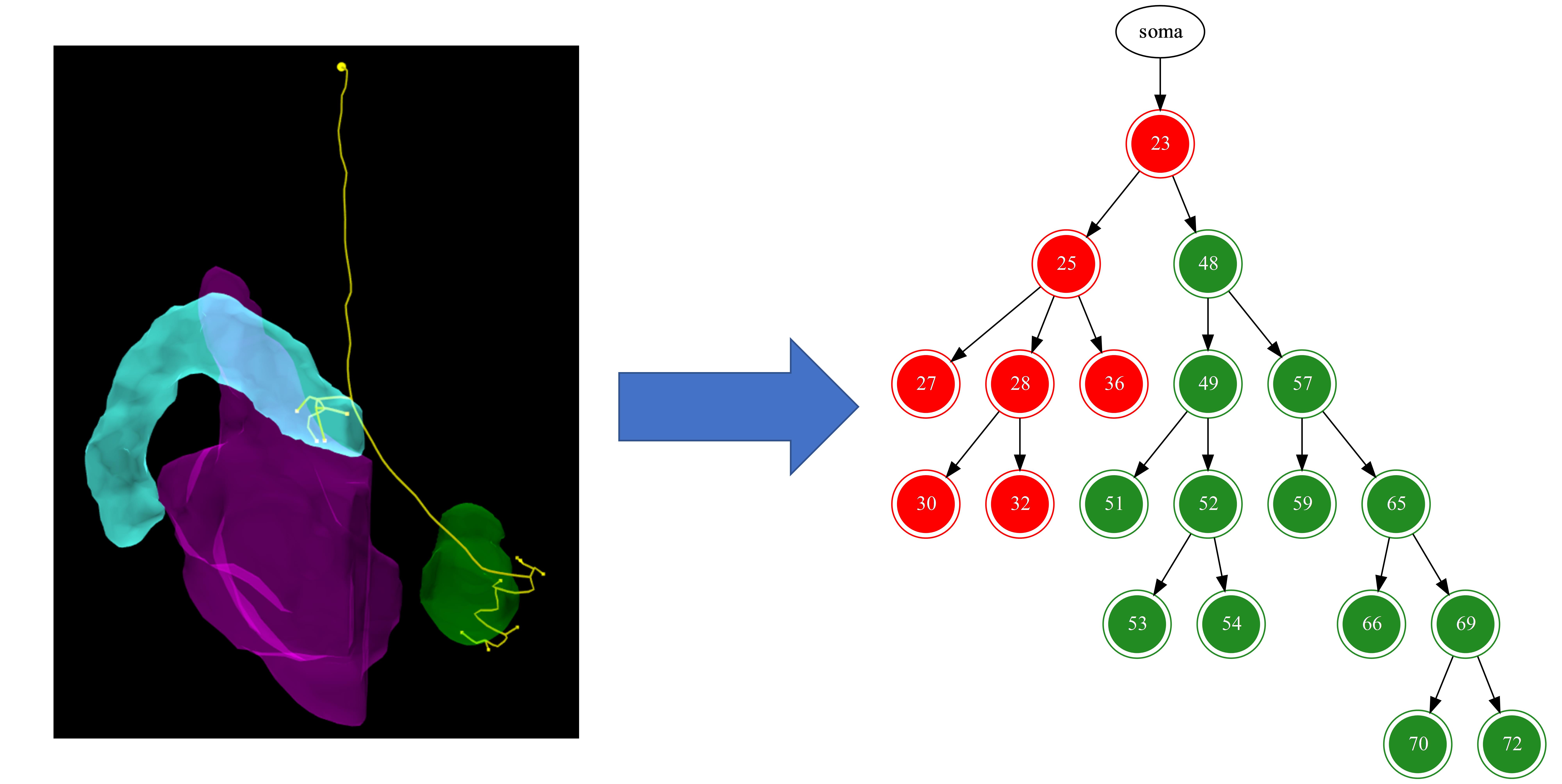 (Caption) An example of the transformation. Green/red nodes are axons and dendrites respectively.