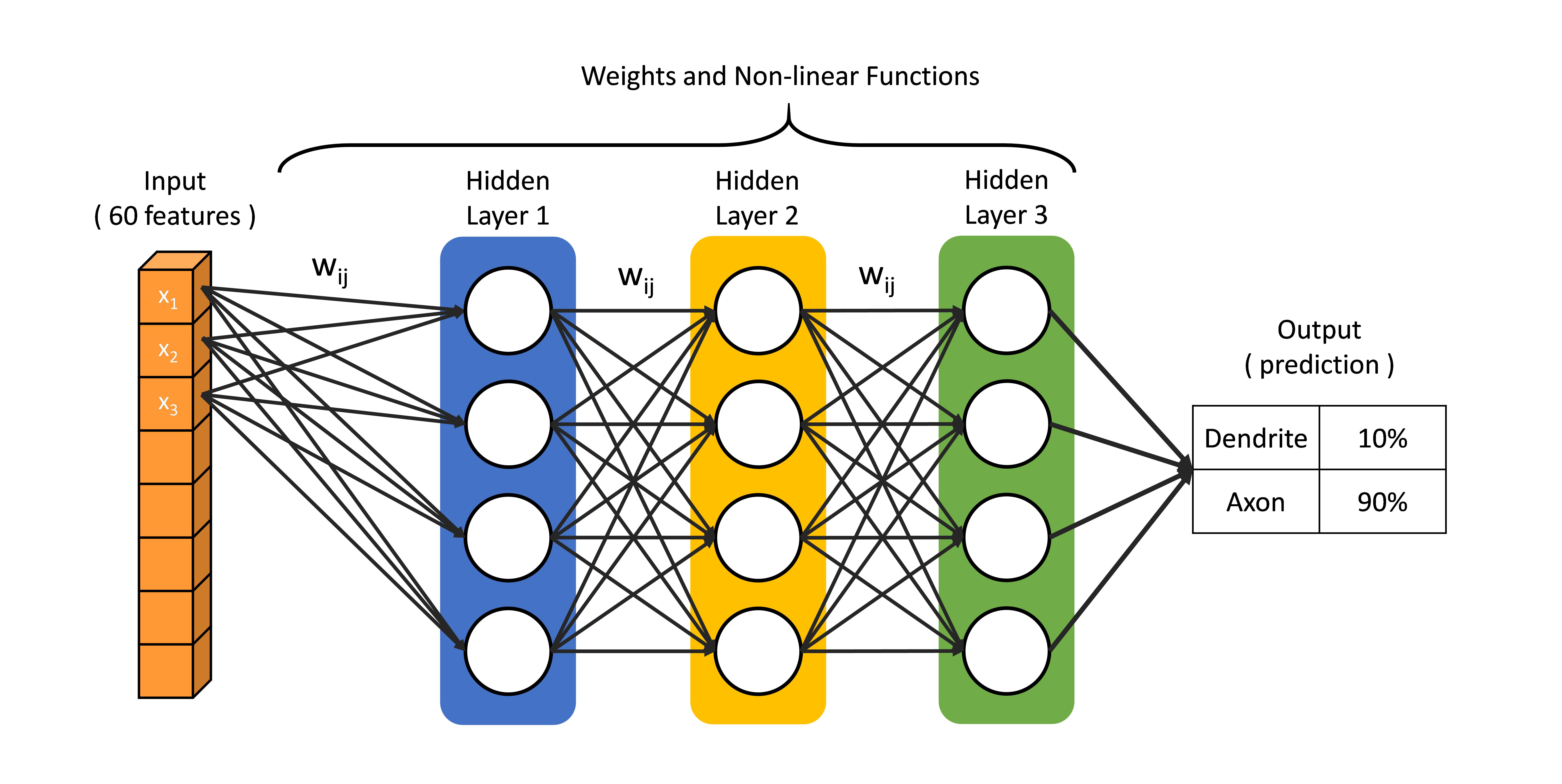 (Caption) Our DNN model for the classification of neuron polarity.